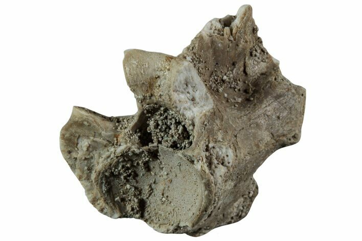 Fossil Sea Snake (Palaeophis) Vertebra - Morocco #227957